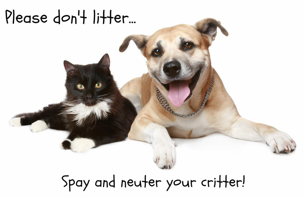 cheap places to get your dog neutered