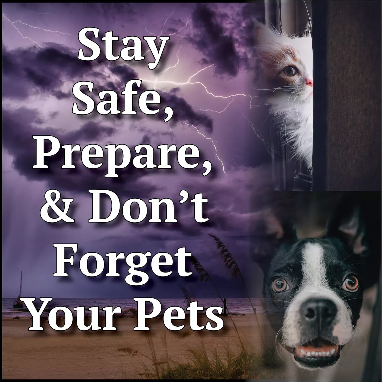 shelter animals quotes